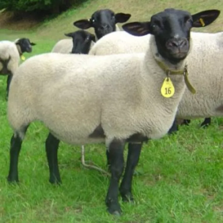 Boala limbii albastre restrictioneaza importul de animale