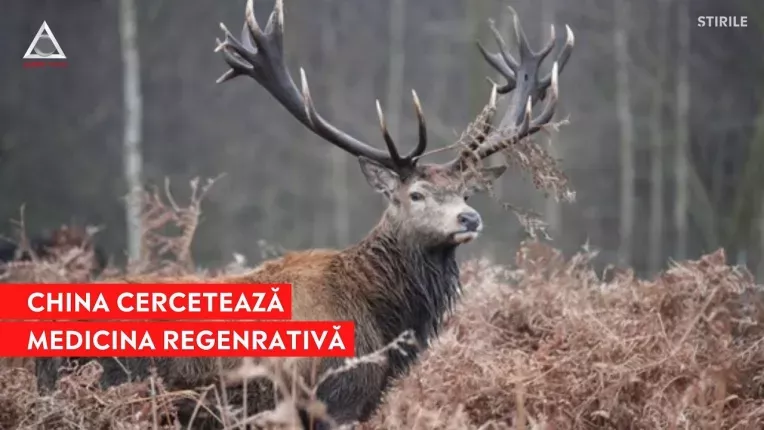 China incearca sa dezvolte tratamente pentru oameni bazate pe studiile facute pe cerbi