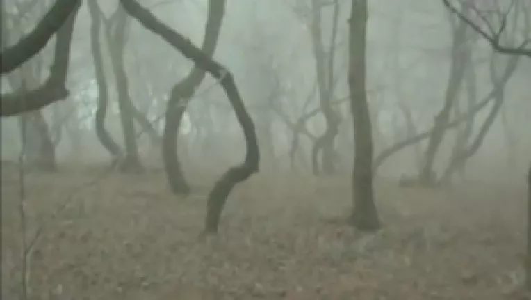 Disparitii misterioase si forme umanoide care sunt invizibile ochiului liber, in Padurea Baciu