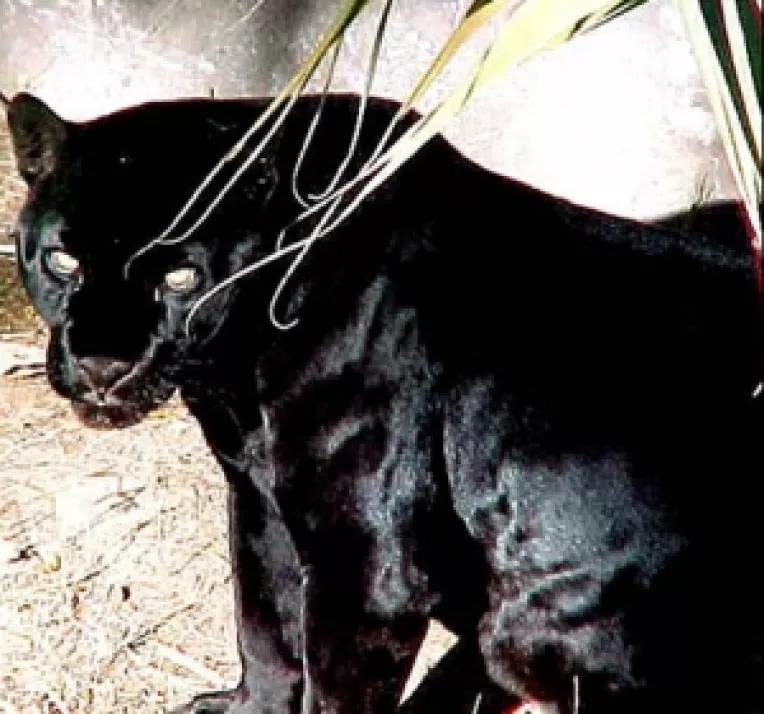 Dupa ce un jaguar a fost ucis de ingrijitori, PC solicita demiterea conducerii ZOO Bucuresti