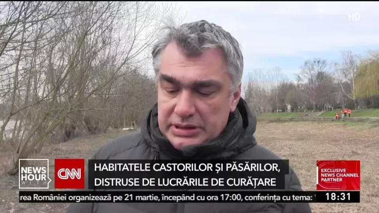 Habitatele castorilor si pasarilor, distruse de lucrarile de curatare din Arad