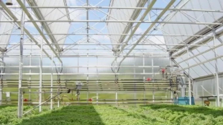 Importul de legume, redus prin infiintarea de sere