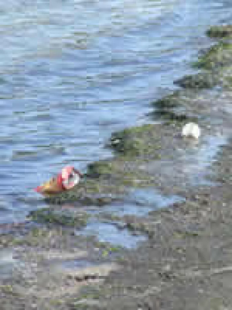 Manafu e atat de prost incat DADL-ul il conduce Paula Anghel