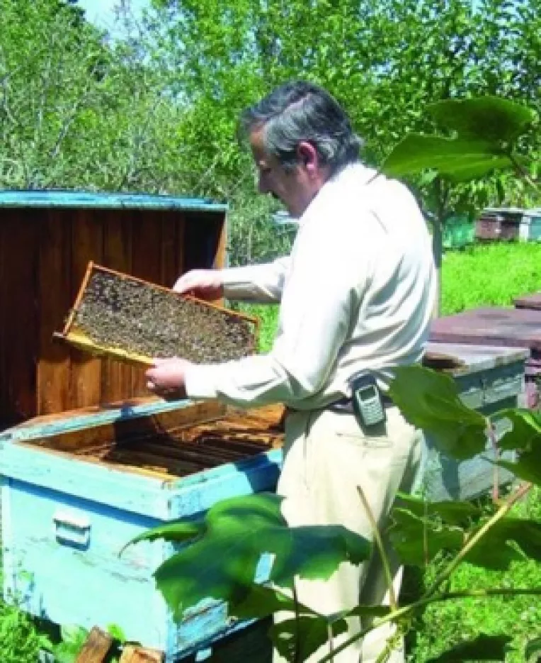 Mierea de albine, comercializata pe piata neagra