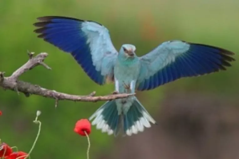 Muzeul Antipa: Mihai Baciu isi lanseaza volumul Pasari din Delta Dunarii