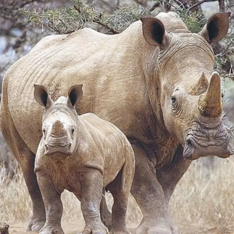 Protest impotriva rinocerizarii si manelizarii Romaniei