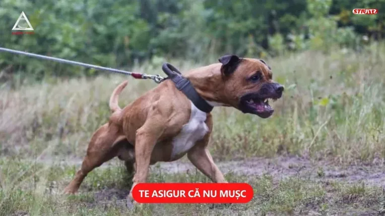 Rasele de caini pentru care proprietarii sunt obligati sa faca "asigurare RCA"