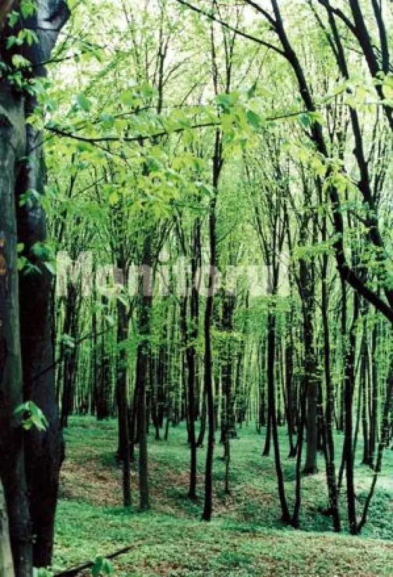 Razboi ecologic pe malul Siretului