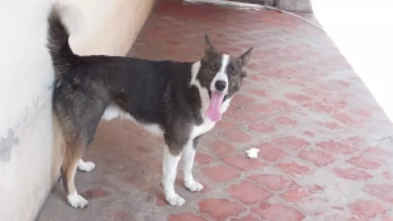 Sa-l gasim pe cainele BUBU, care a fugit de acasa!