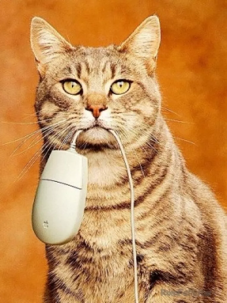 Sansa: Ponta sa puna la munca pisicile obeze din PSD