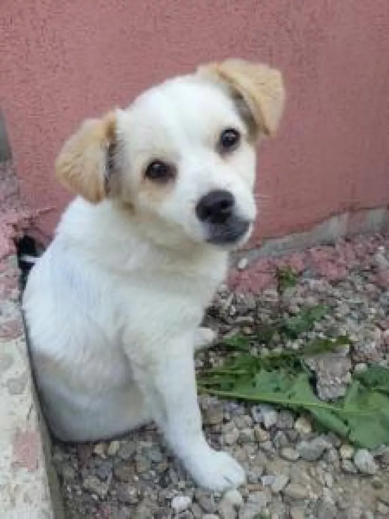 Sinucidere pe Str. Inginerilor Tei din Bucuresti