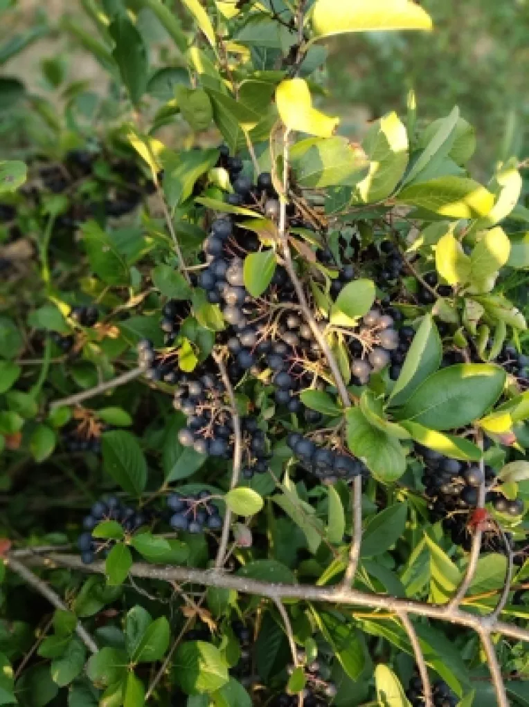 Sucul Aronia, antioxidant si anti-indlamator, la targul de 8 martie de la MTR