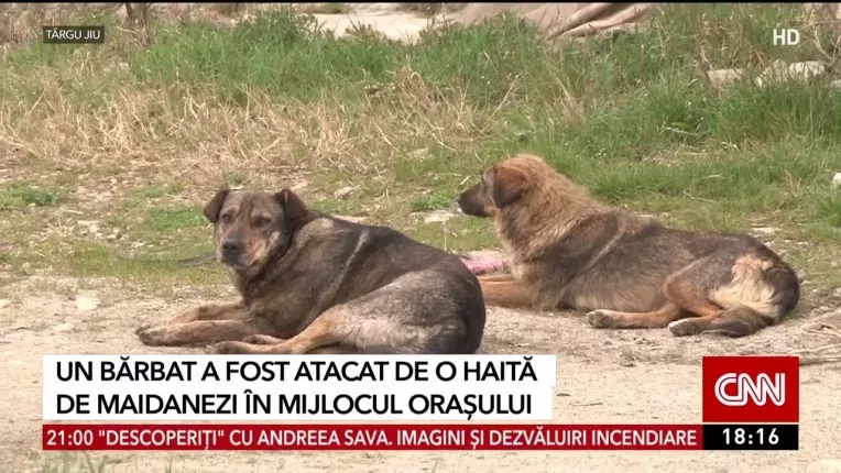 Un barbat a fost atacat de o haita de maidanezi in mijlocul orasului Targu Jiu