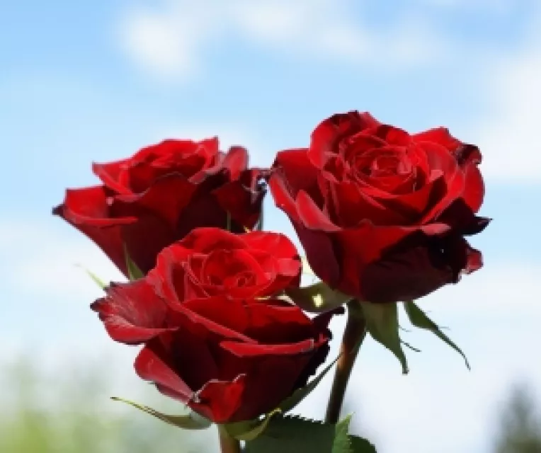 Victoria lui Ponta: Raspunsul PSD la radicalizarea societatii